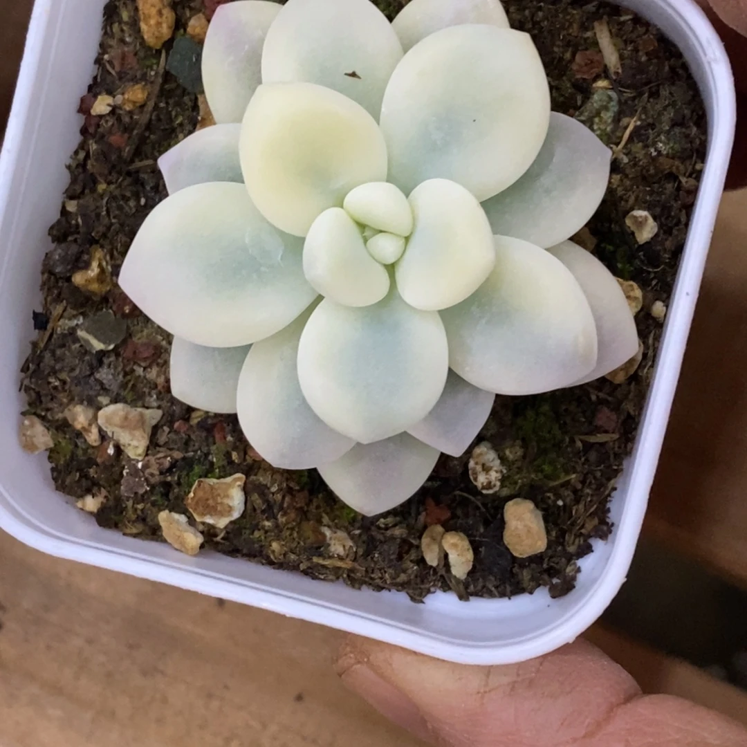 精品多肉一物一拍不包整469