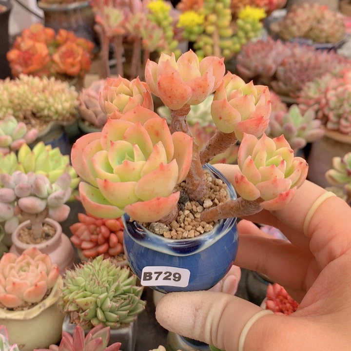 一物一拍含盆土满38包邮B729