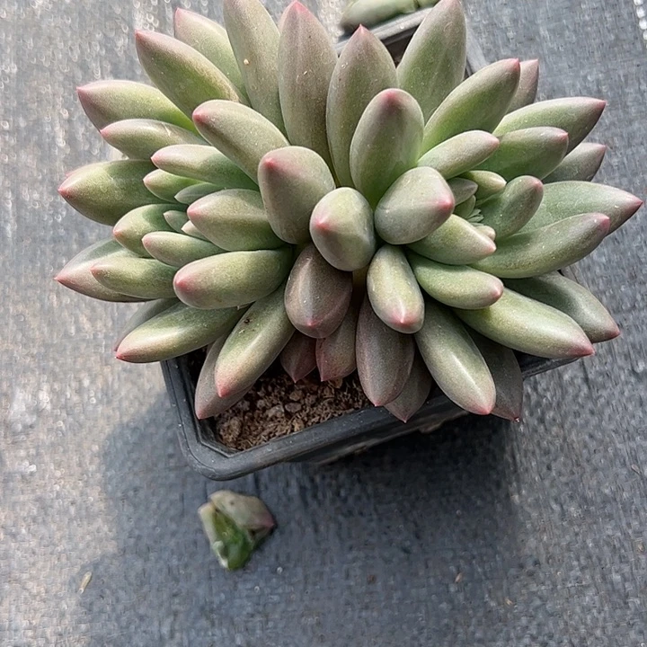 【闪购商品】水晶球