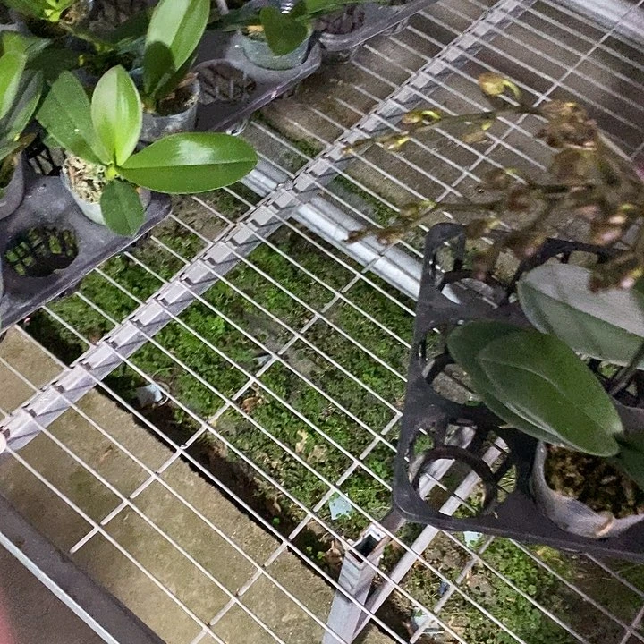 当前无花栽培后可以开花微醺返祖