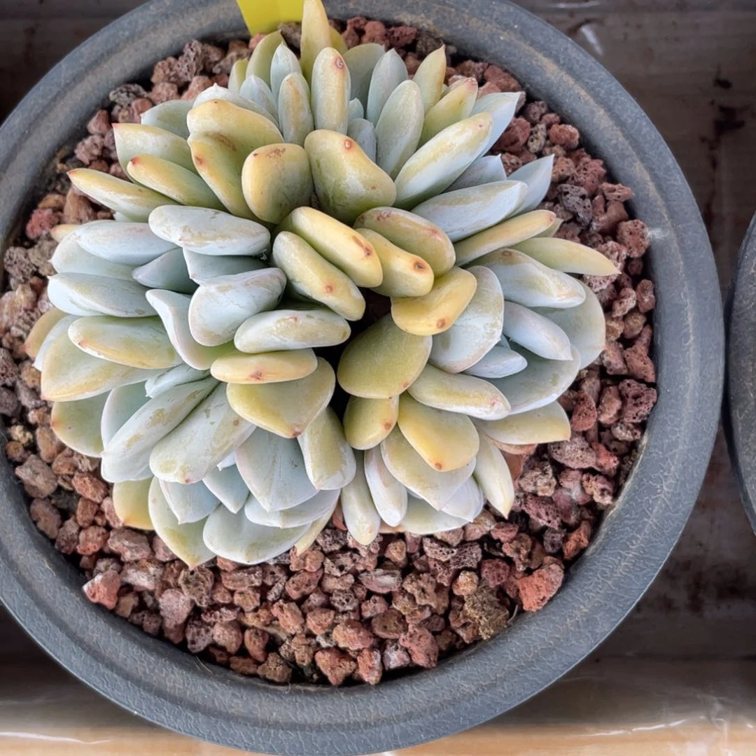 忆*昔雪特缀化朵朵缀841