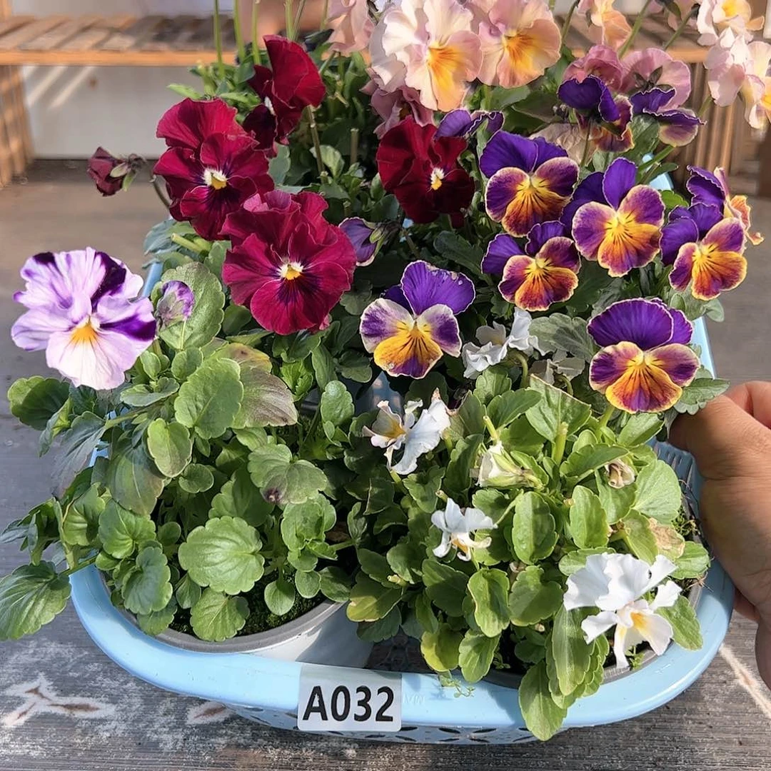 【闪购商品】032号