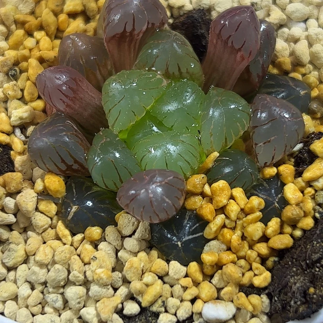 Ob锦十二卷多肉植物满足