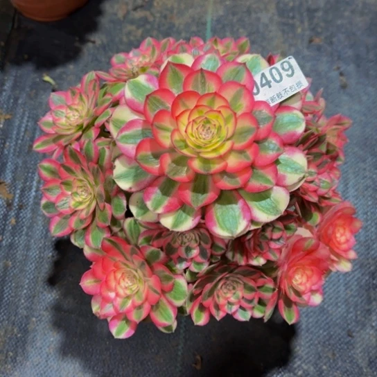 心***怡倾城带盆土一起发0409