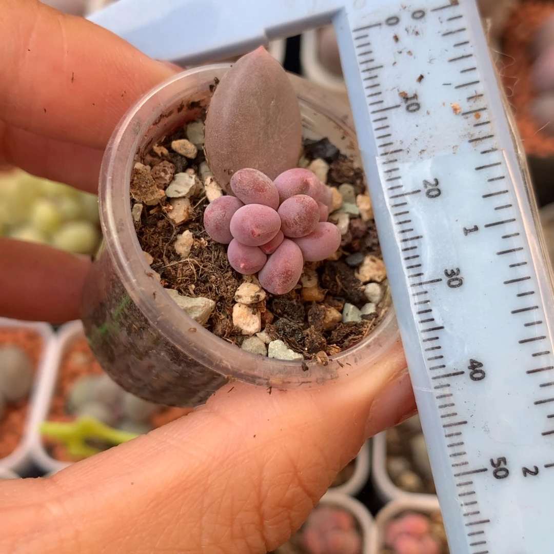 彩虹 不凑满28元发一片叶 不售后 到付