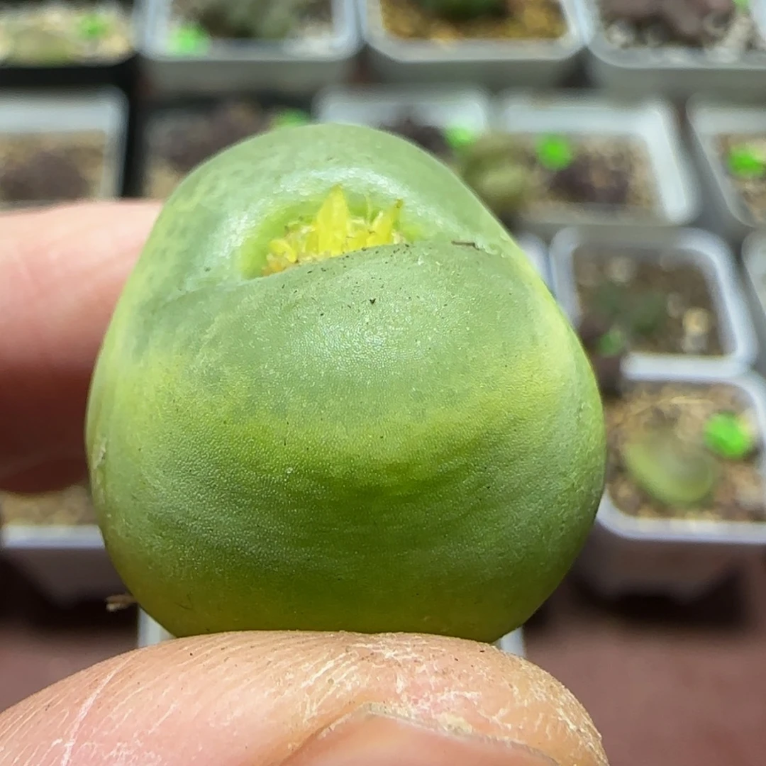 2.5漂亮多肉植物330