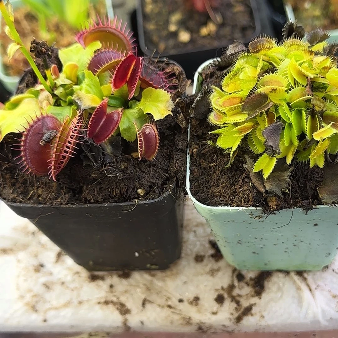 完全开放捕蝇草2棵