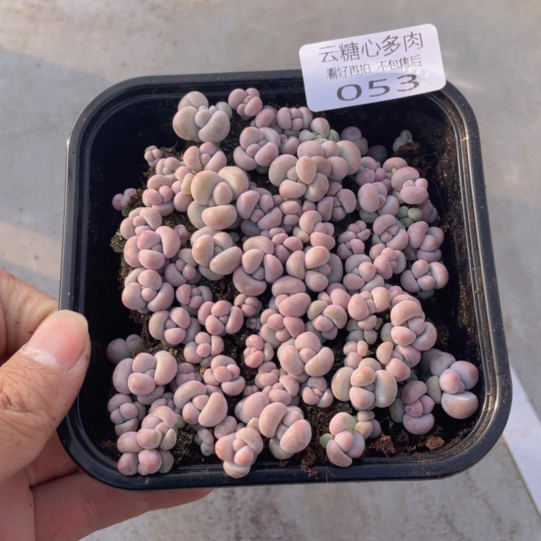 云糖心多肉植物53