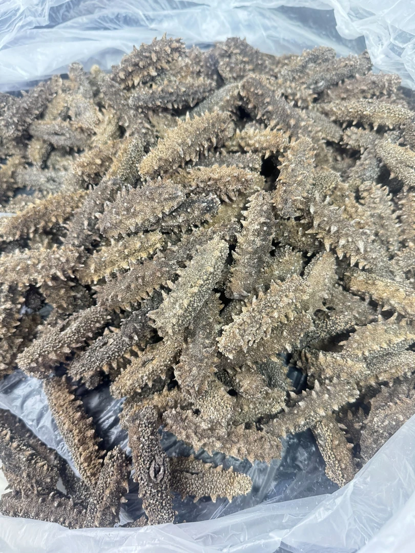 【飞飞严选】40头海参（俄 参）