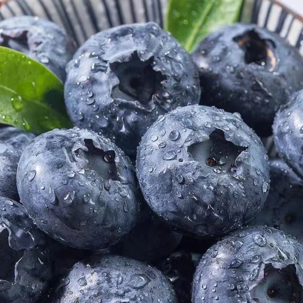 【买1斤送1斤*2斤净重】正宗云南*25花香蓝莓脆甜露天花青素蓝莓SK1