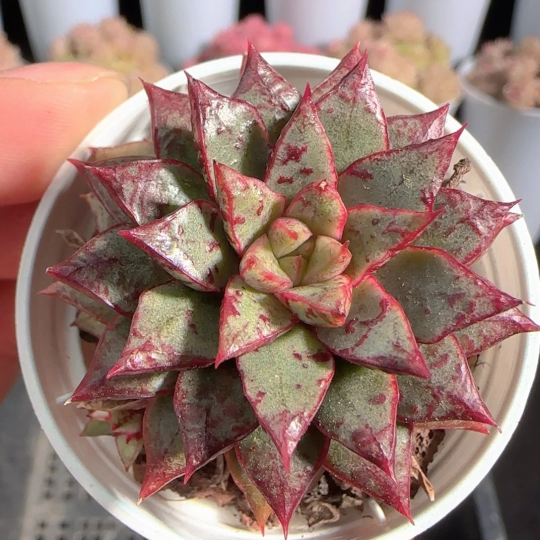 多肉0105-19雪燕雪燕