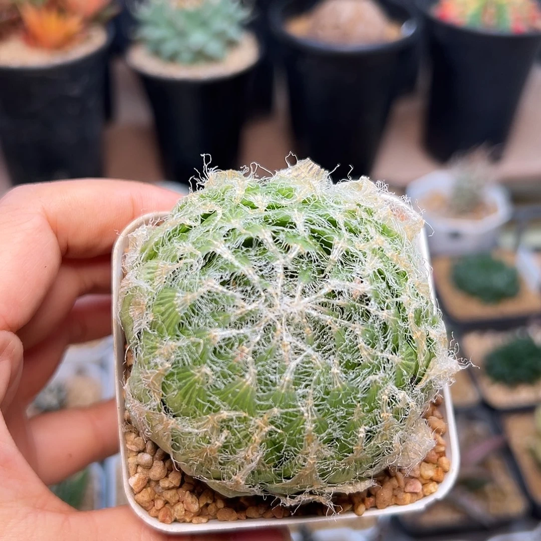 钢丝球一颗一颗一颗