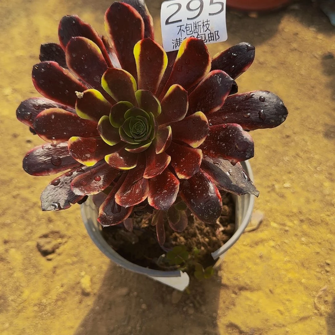 295欧佳丽多肉法师的的