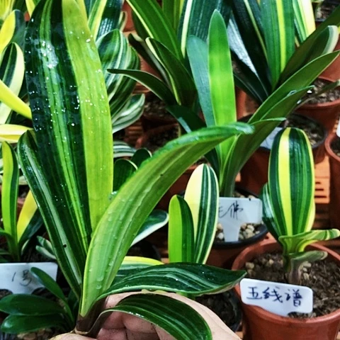 【闪购商品】青*直播间一组自拍