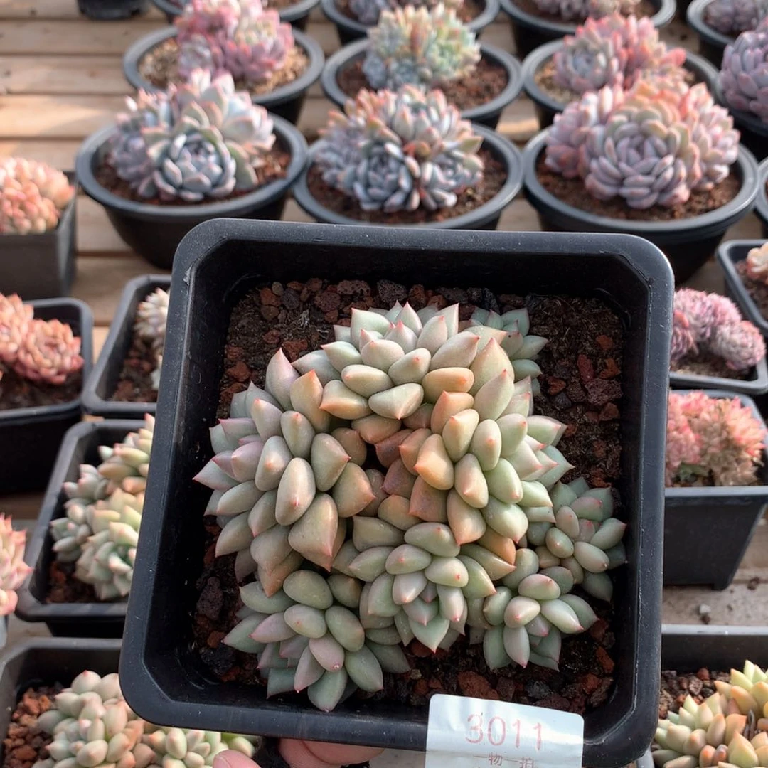 12厘米8头黄金象牙3011