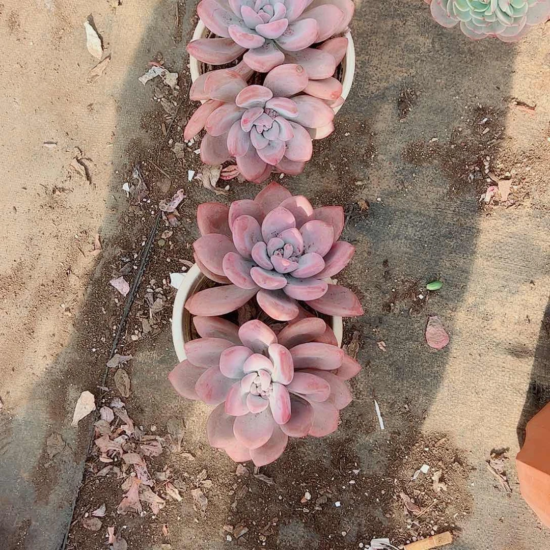 圆叶奥普琳娜双头起发精品