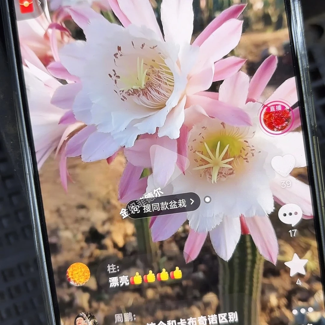 菲德尔金10公分侧牙20包邮11