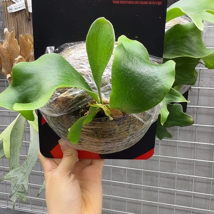 不开花植物深绿has孢子苗