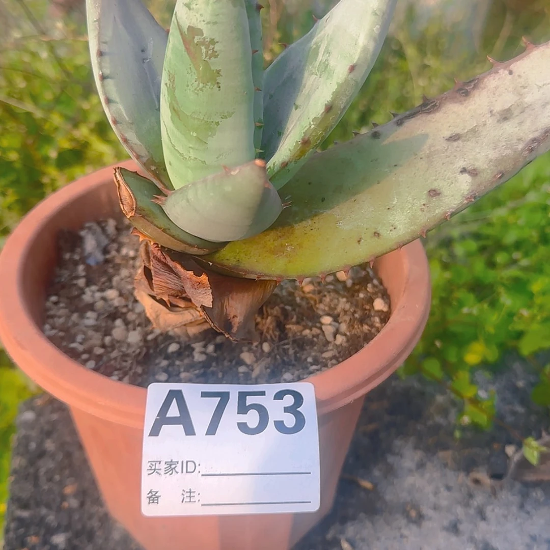 【闪购商品】旺***糖块根植物