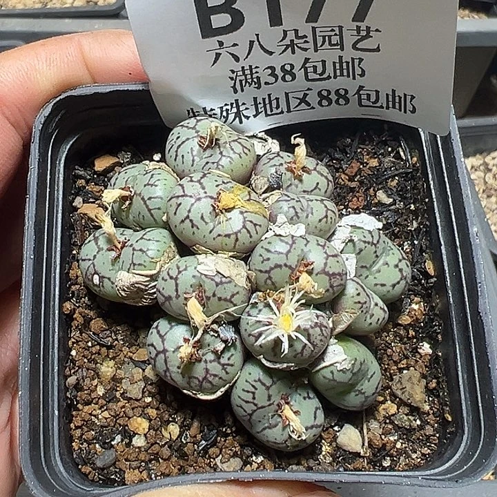 177号猴脸青姬多肉植物