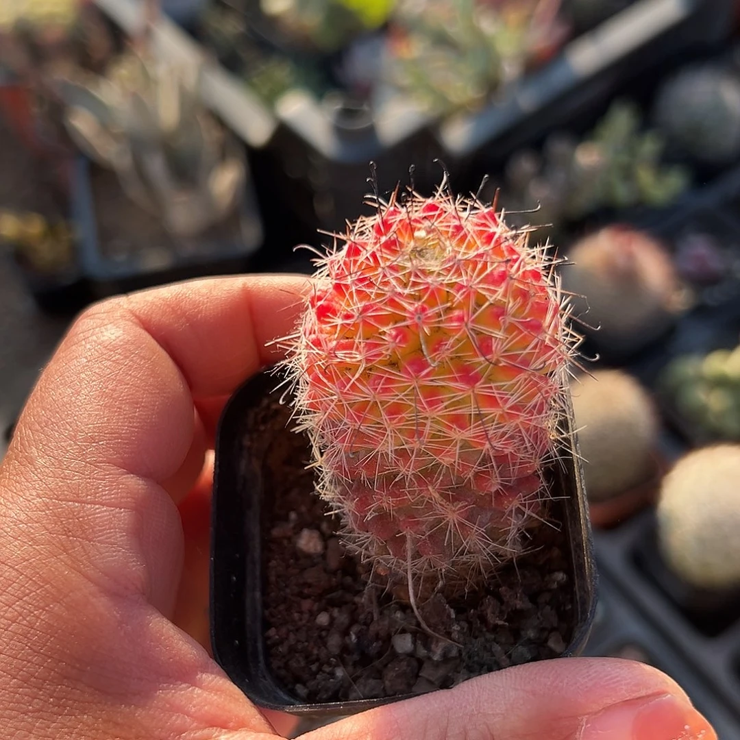 多肉植物红那丸开花