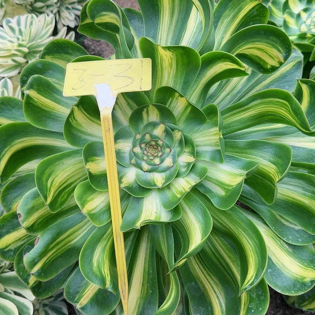 沉***达3-31--+多头多肉植物