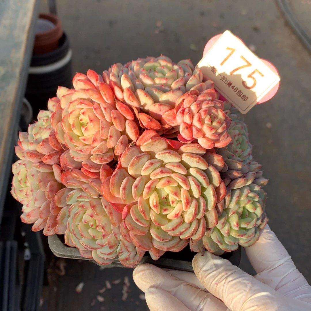 白胖子老桩无砍175
