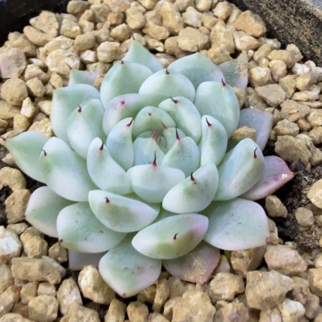 妲己锦，多肉锦多肉