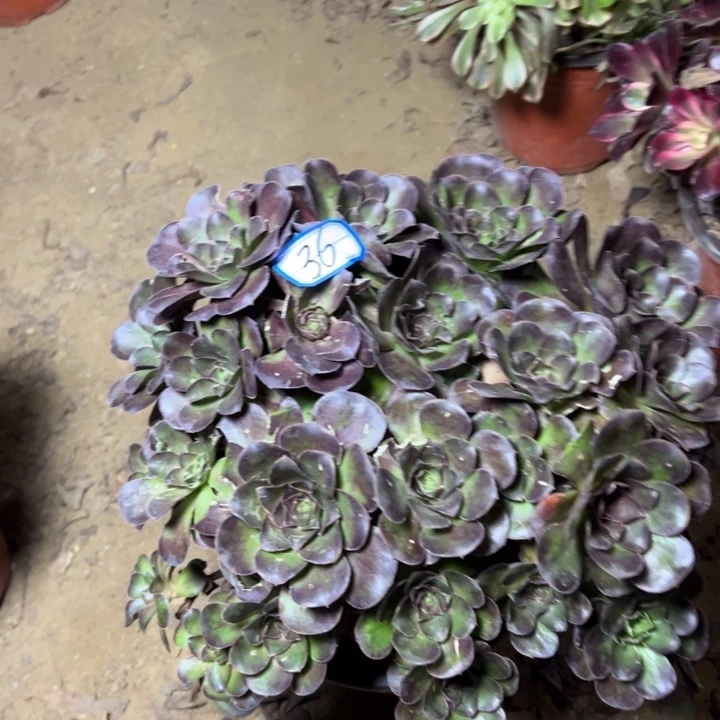 多肉植物魅金法师36