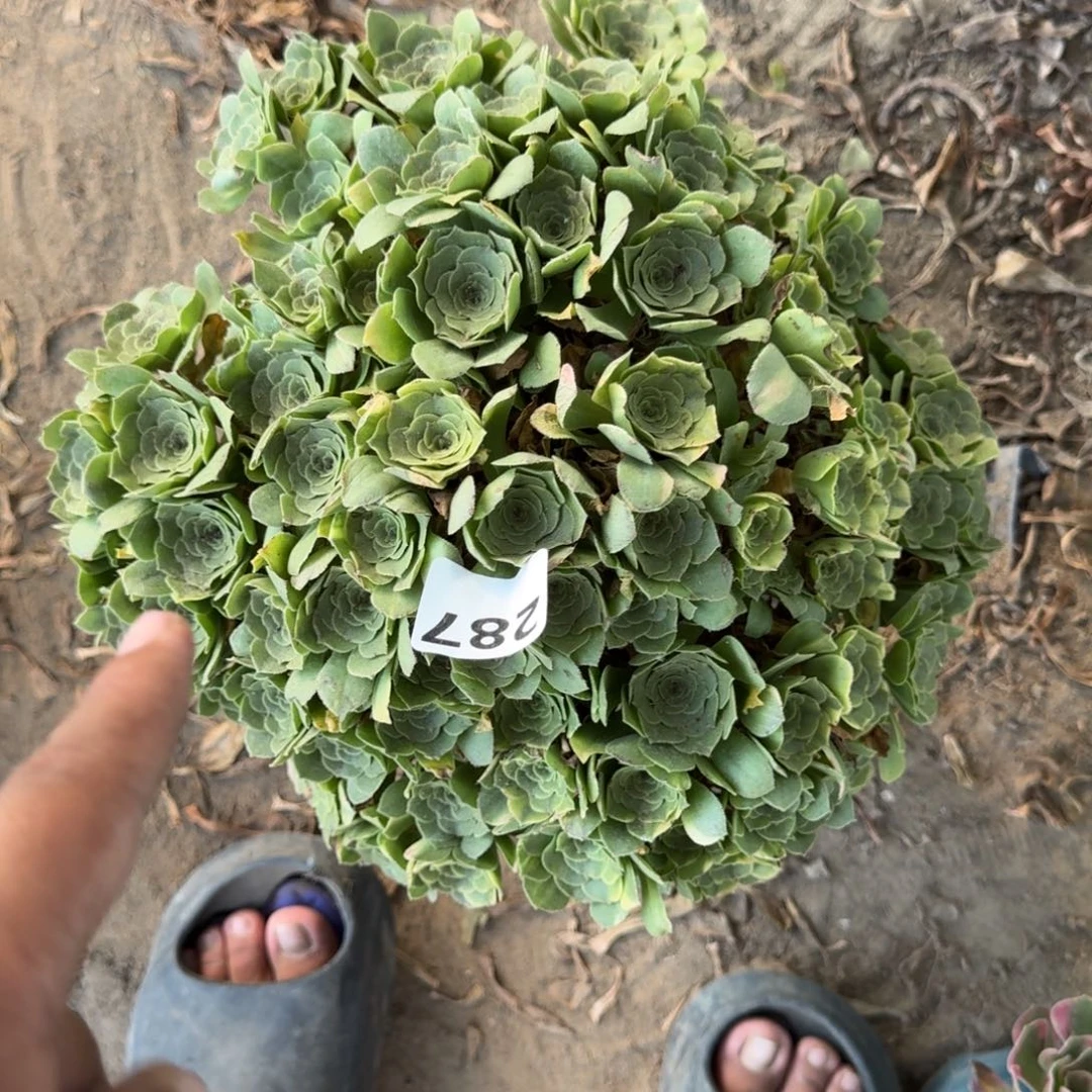 287法师五彩琉璃18-21