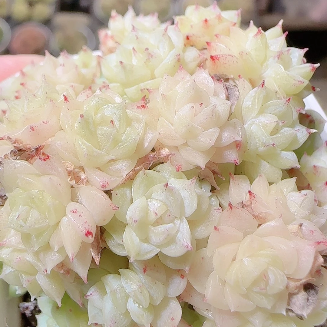 花语逸镜1120-248散