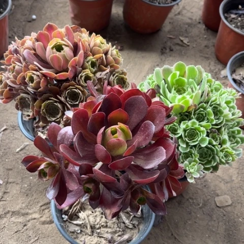 359多肉植物组合，