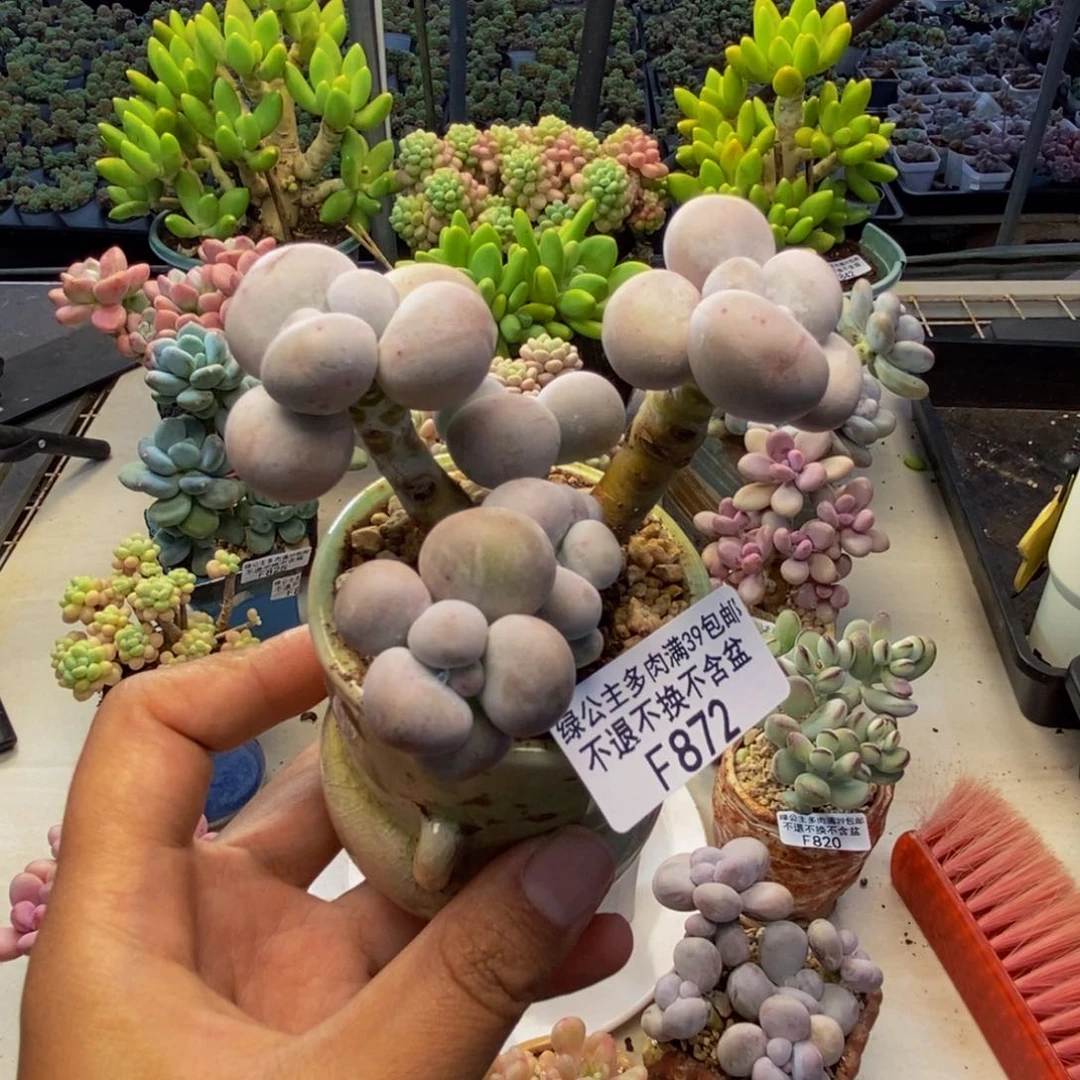 872芭比奶多肉7c m