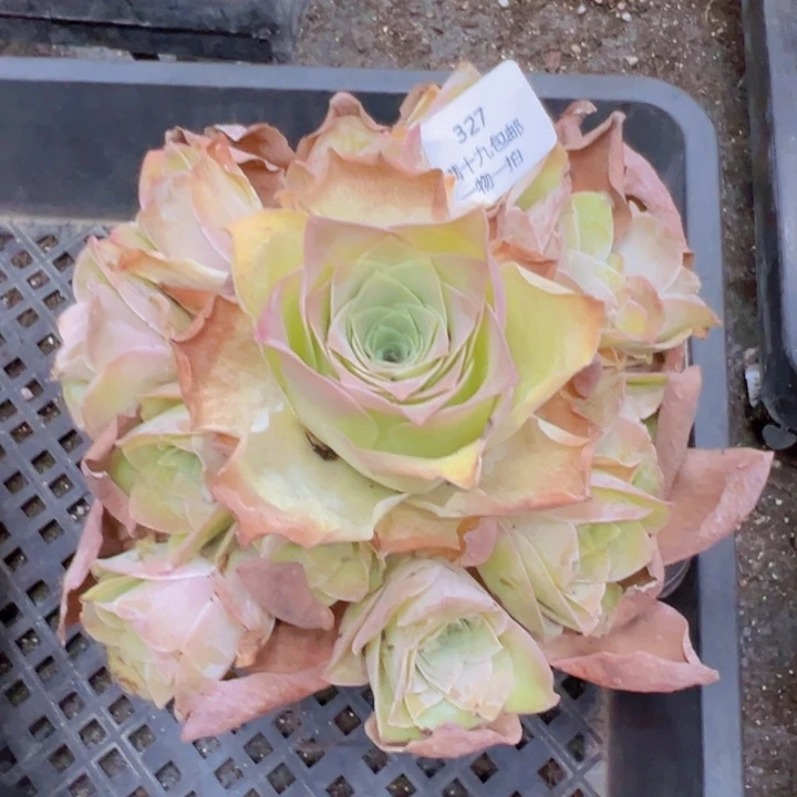 327 裸根不带土，发货不包损