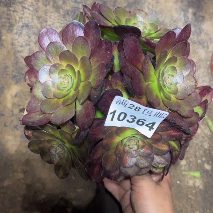 10364南抹茶多肉植物