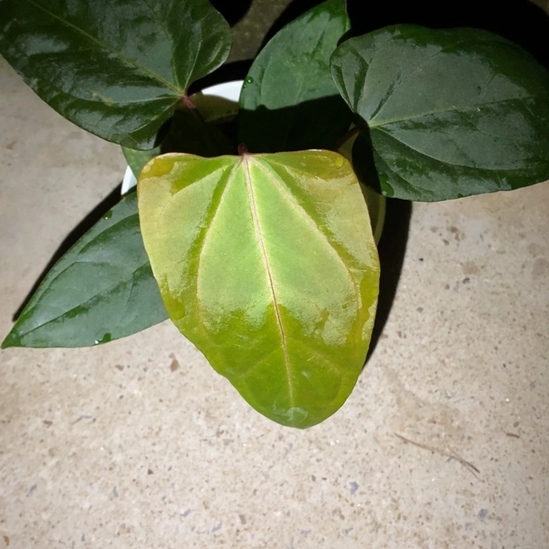 不开花植物不知名