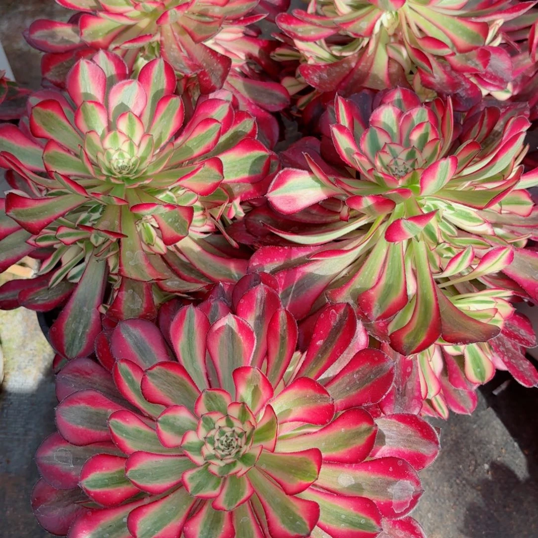 180红铜白捧花多肉法师量拍