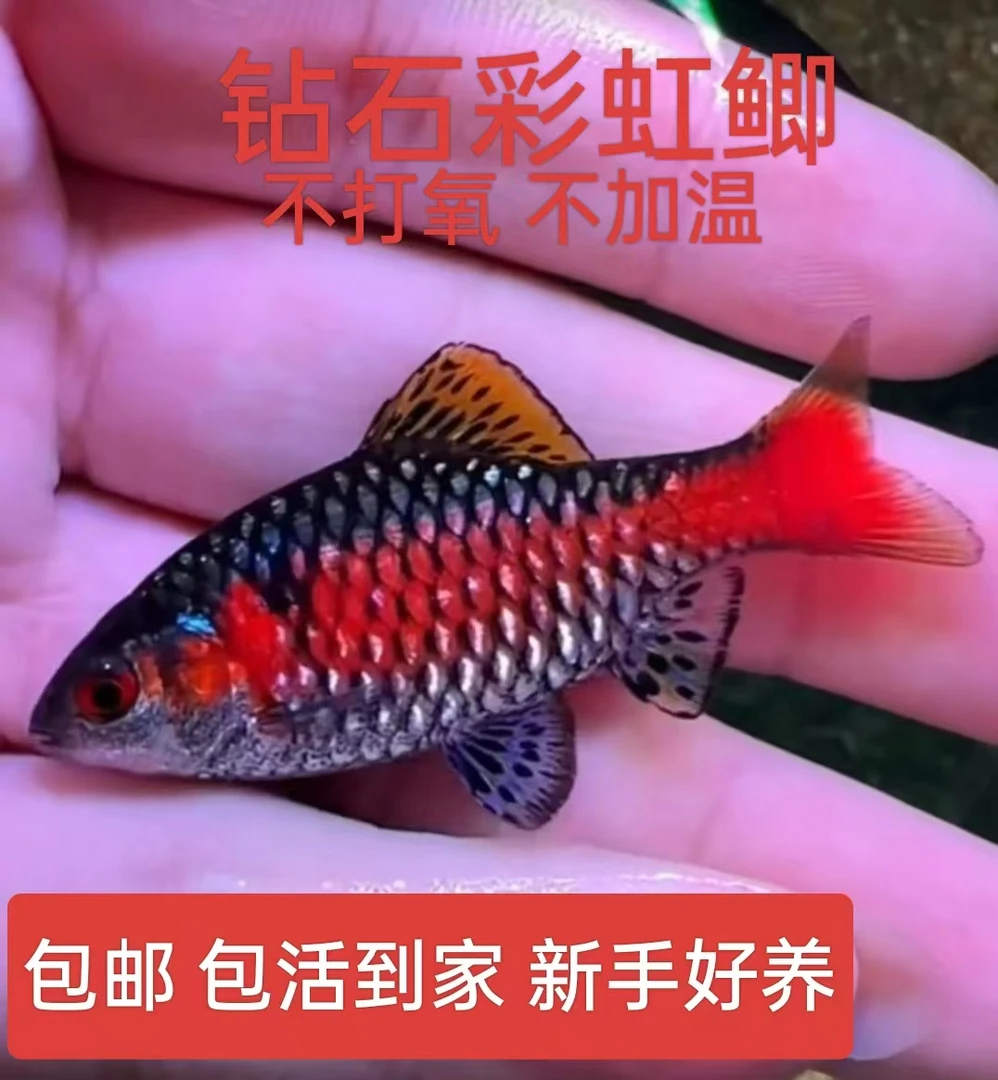 钻石彩虹鲫原生冷水淡水观赏鱼宠物群游小型溪流鱼新手好养