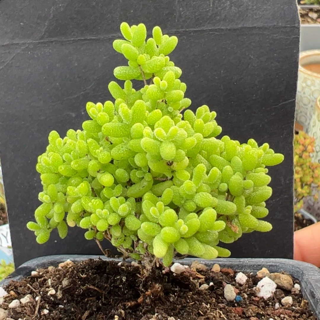 【闪购商品】dy6176蜜橘糖球冠幅5.5cm