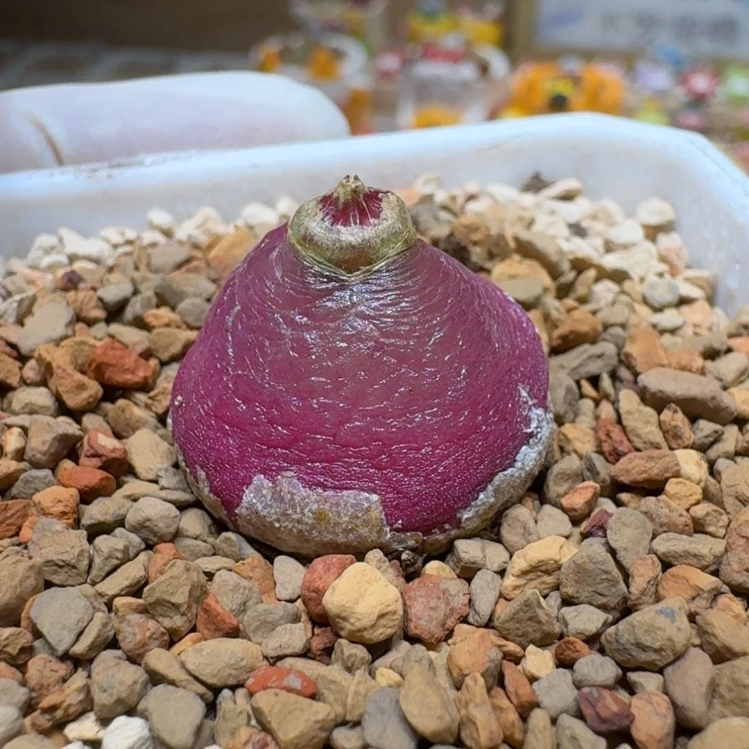 哈*八0204-02肉锥肉锥肉锥