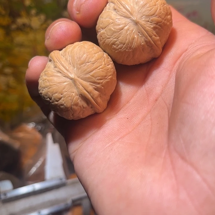 文玩核桃吊坠滇西19