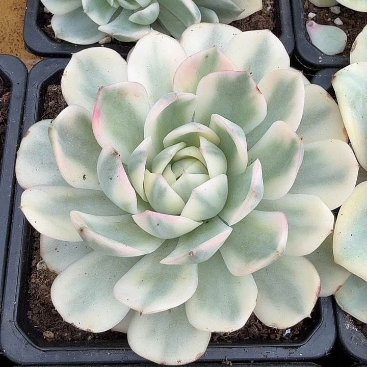 韩水晶腹轮锦一颗