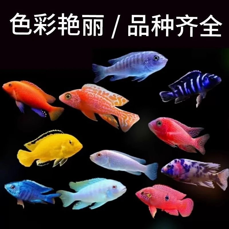 三湖慈鲷马鲷热带淡水观赏鱼好养耐活适合新手