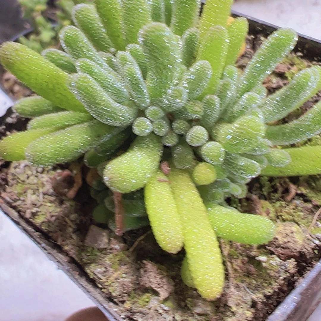 冰晶荧光枝干19包邮多肉