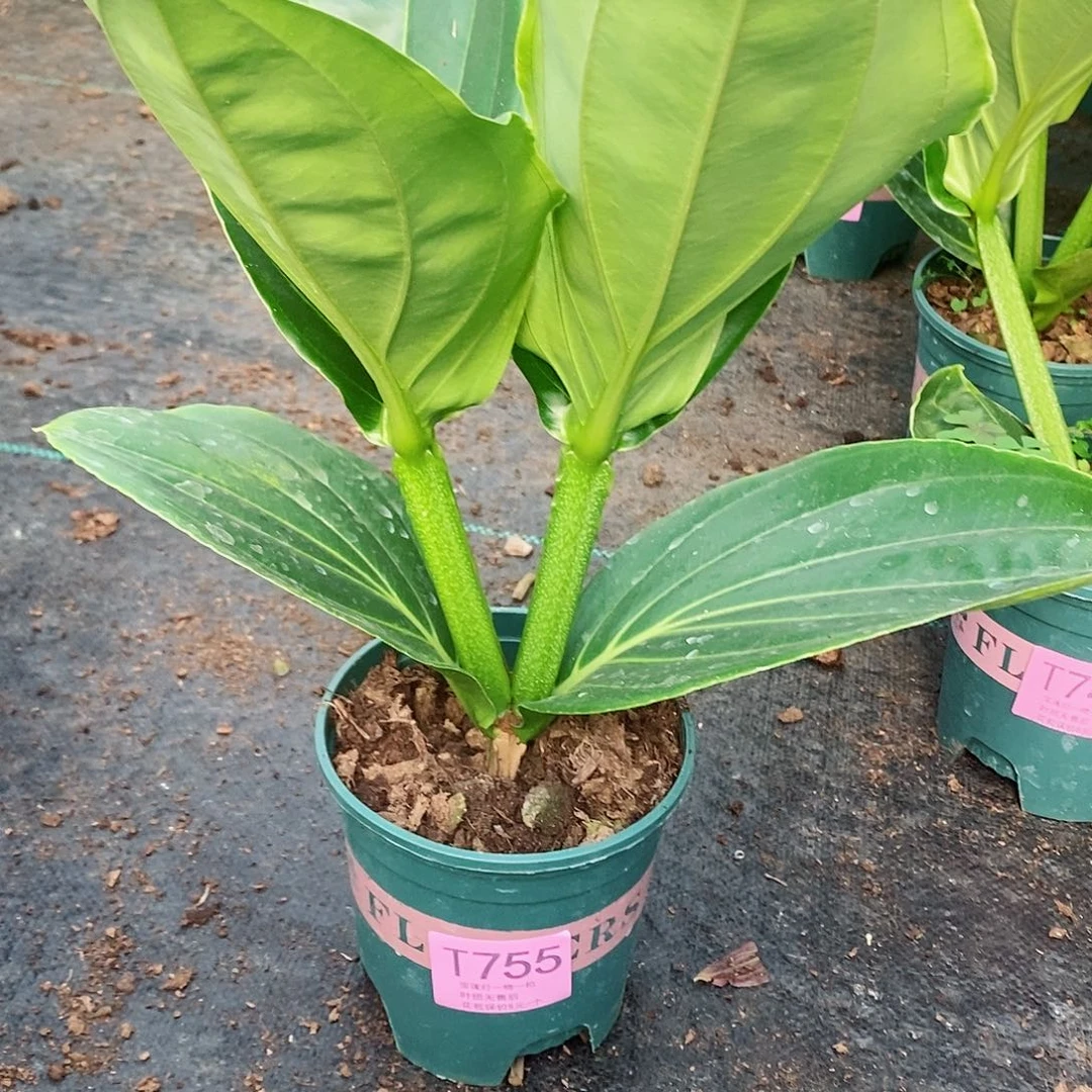 a*。木本花卉755玫红