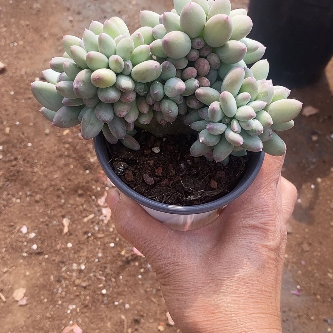 三日月美人缀化非常漂亮38