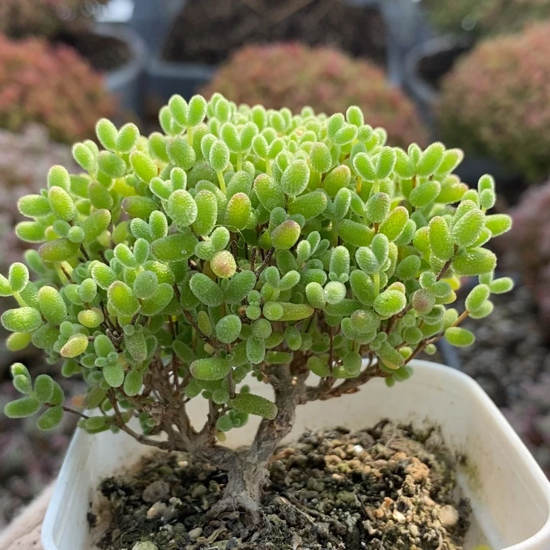 蜜橘糖球5432枝干番杏