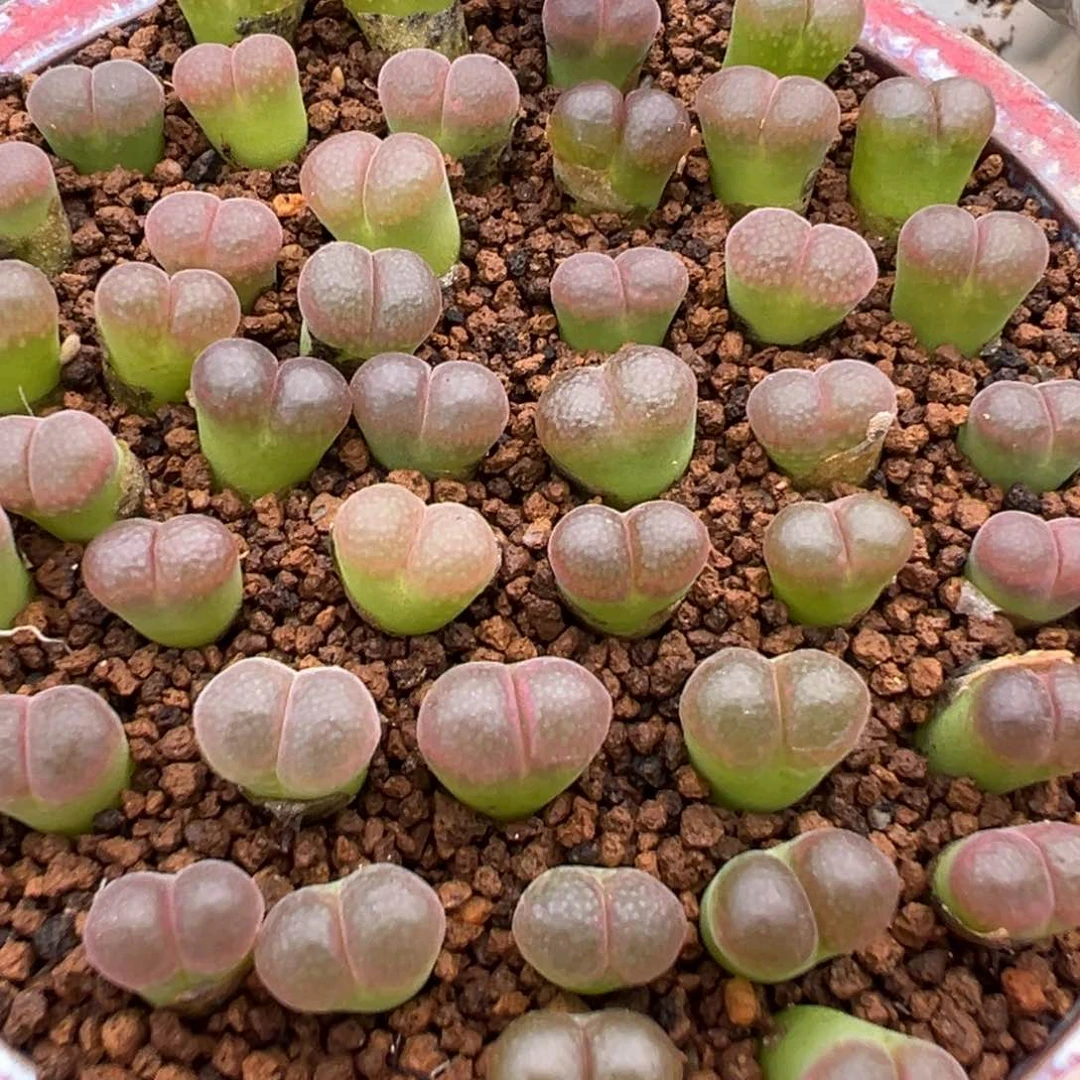 量拍1804.5红宝石风铃5颗。多肉