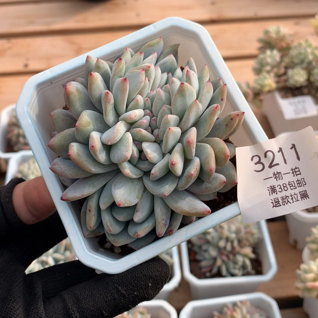 9厘米龙头星影缀3211