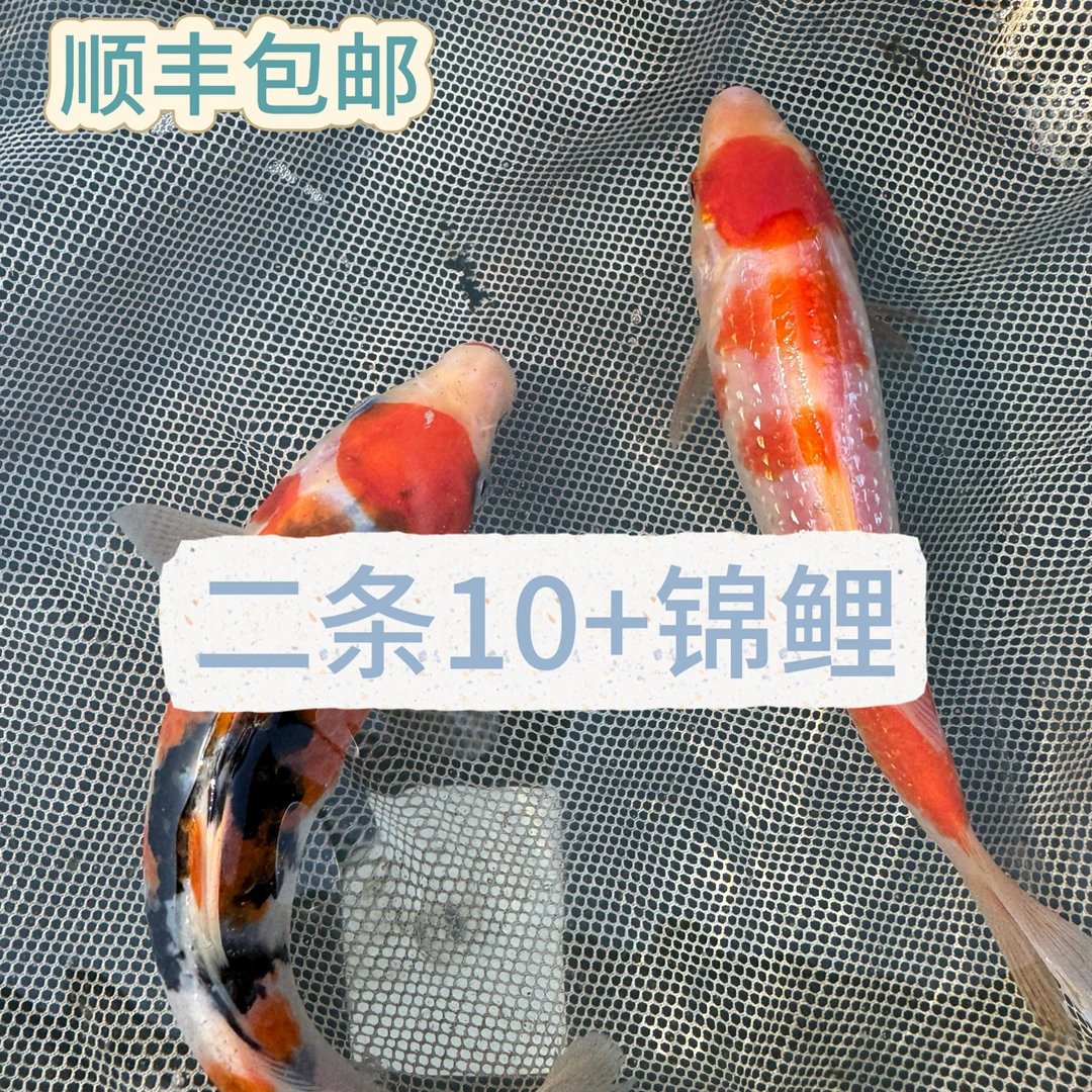 2条10+精品三选锦鲤